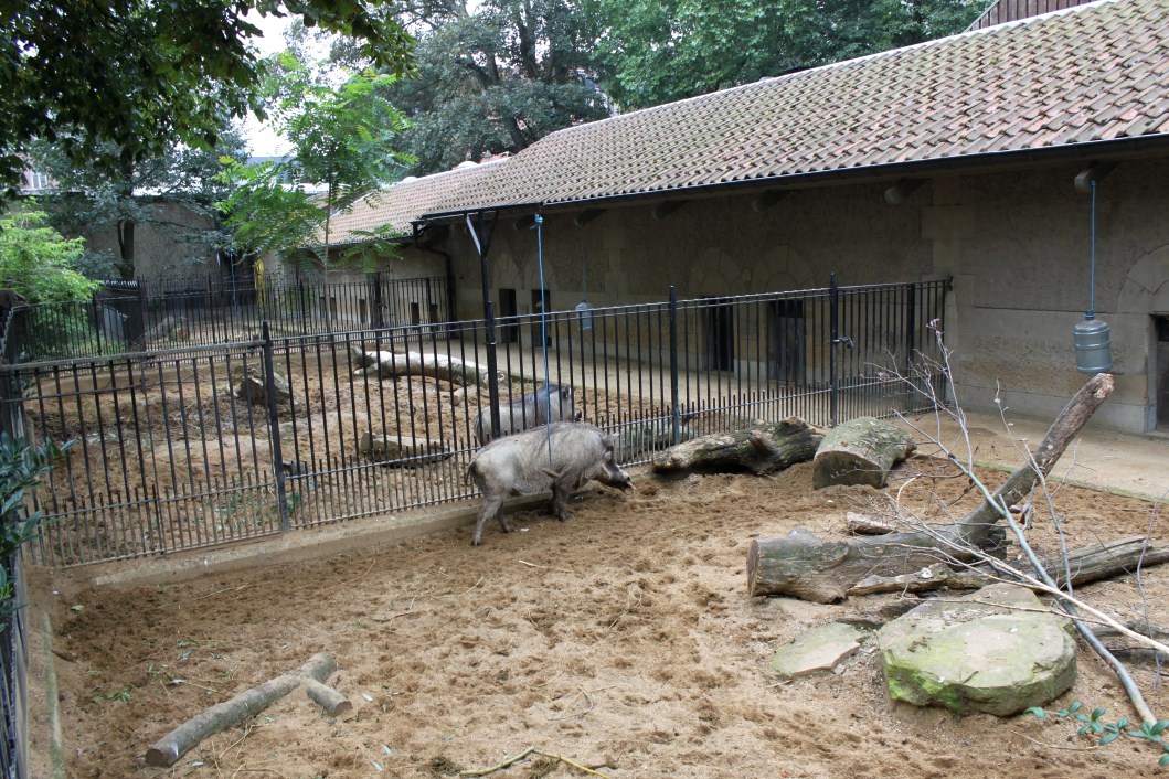 ZOO Antwerpen - Warthog exhibits