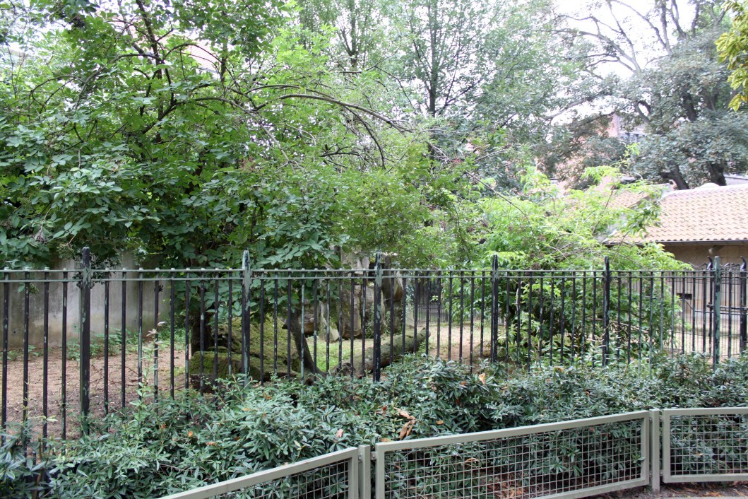 ZOO Antwerpen - Warthog exhibits