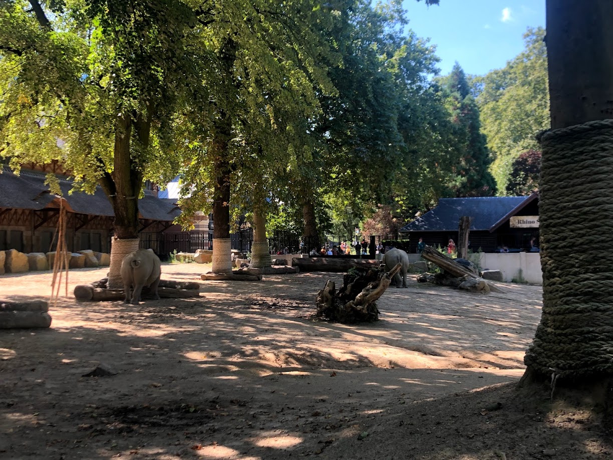 Zoo Antwerpen- white rhino enclosure- 2021