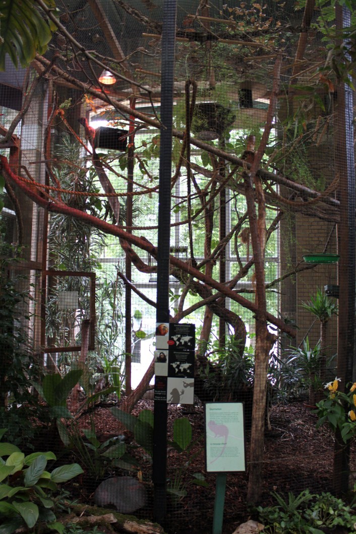 ZOO Antwerpen - Winter Garden (Tamarin/marmoset)