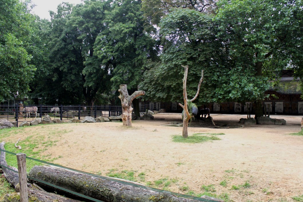 ZOO Antwerpen - Zebra/buffalo exhibits