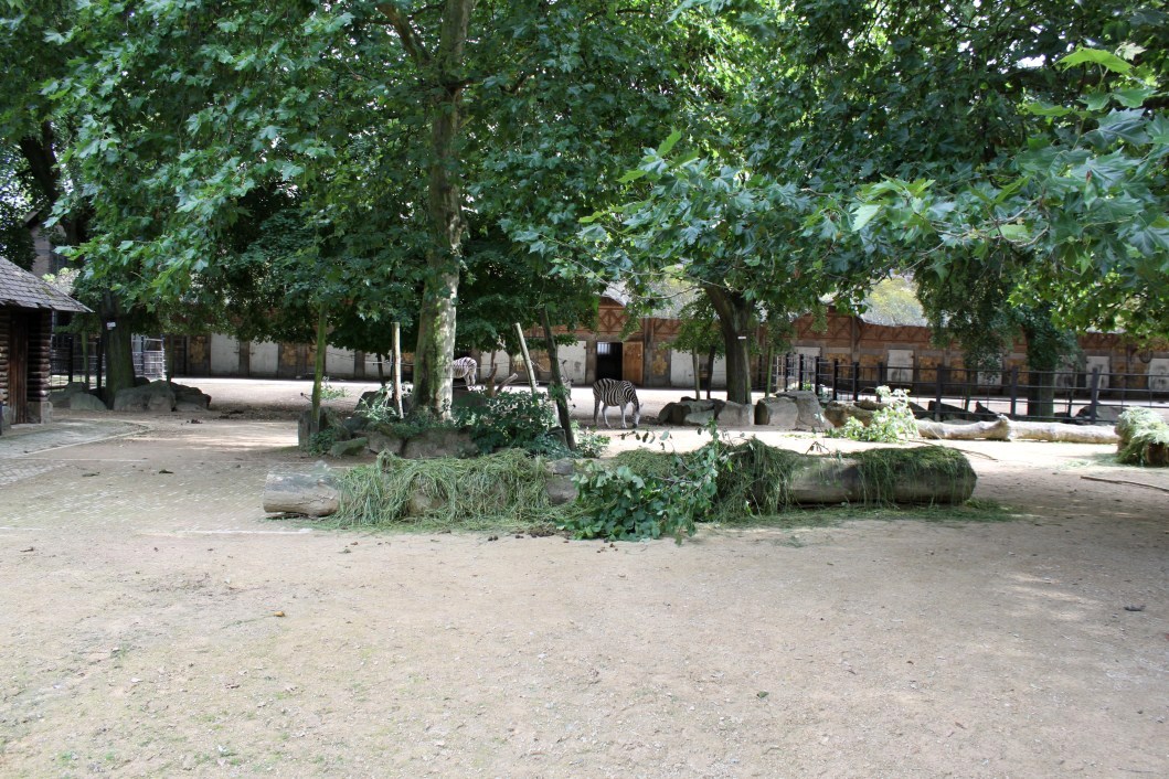 ZOO Antwerpen - Zebra exhibit