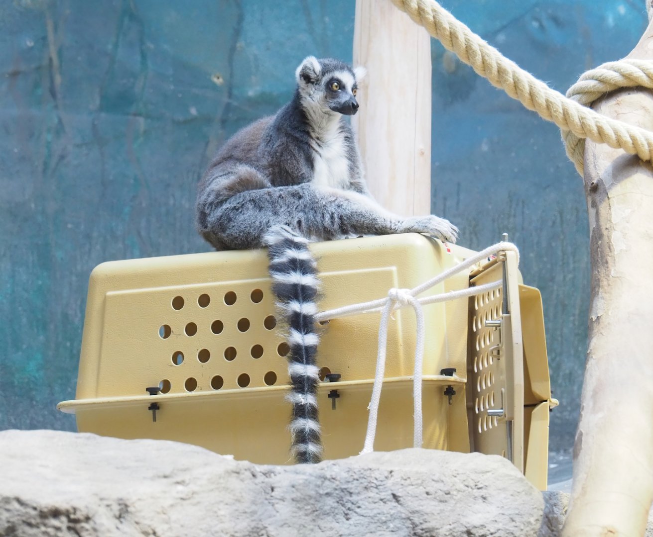 Zoo Antwerpen's last Ring-tailed lemur (Lemur catta) Dairana, 2023-07-22