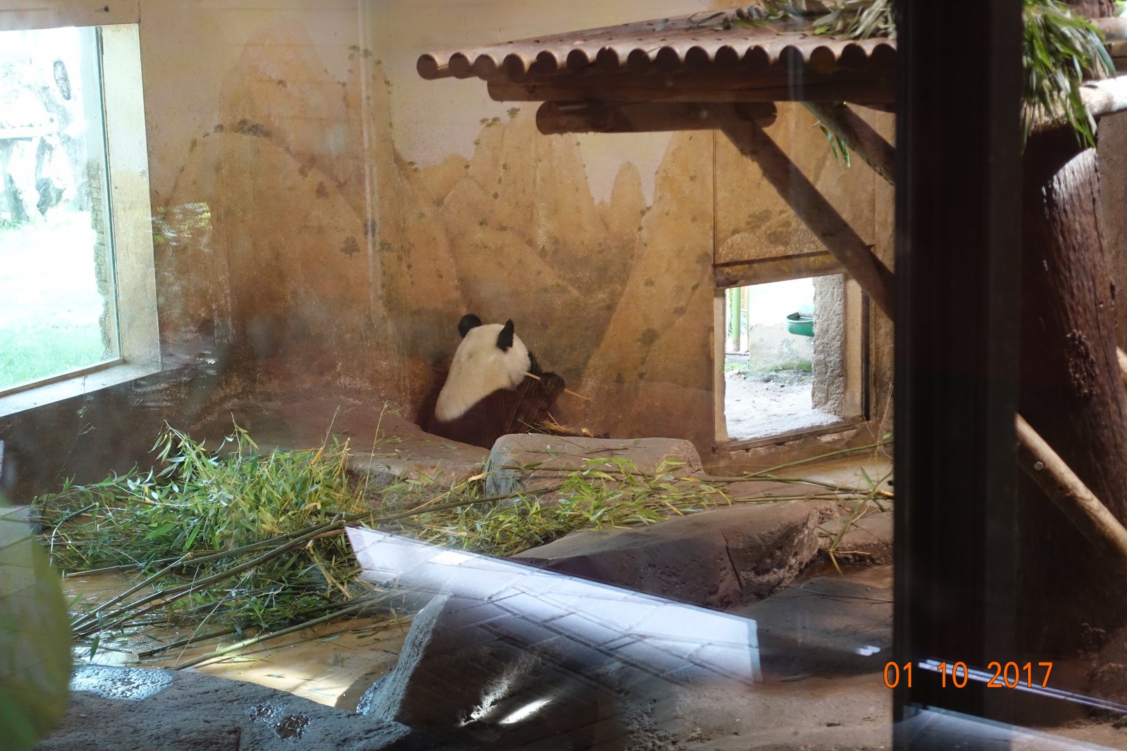 Zoo Aquarium de Madrid 1.10.17