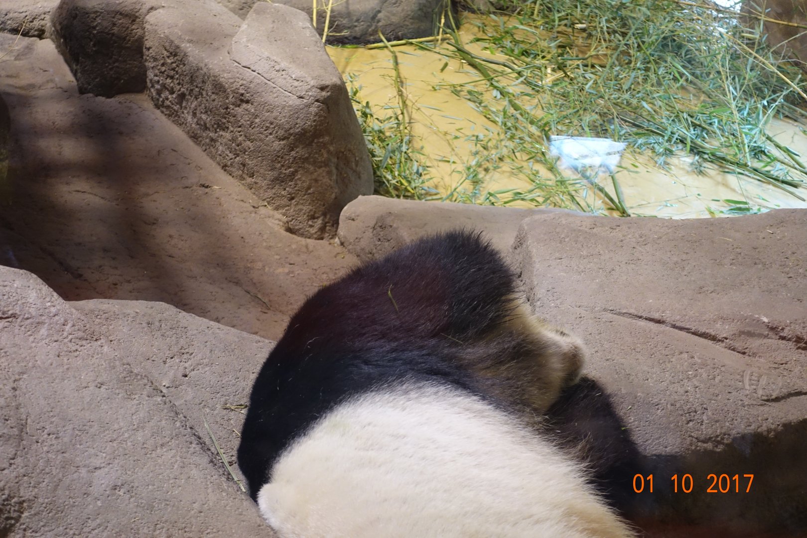 Zoo Aquarium de Madrid 1.10.17