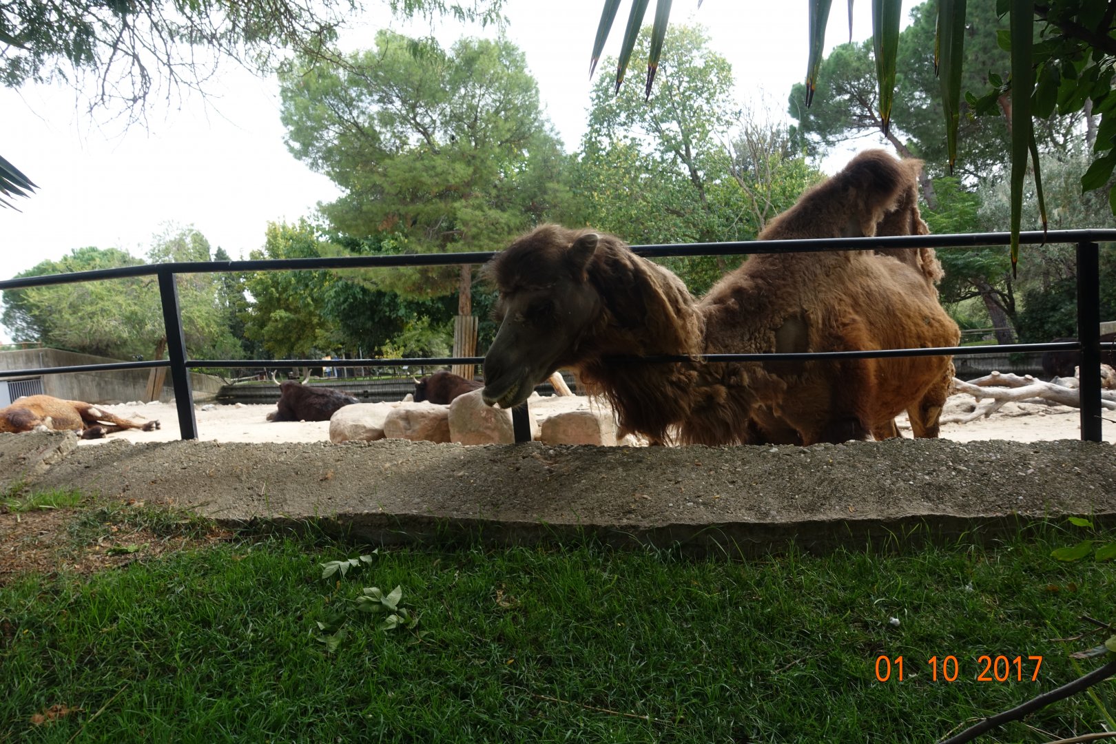 Zoo Aquarium de Madrid 1.10.17