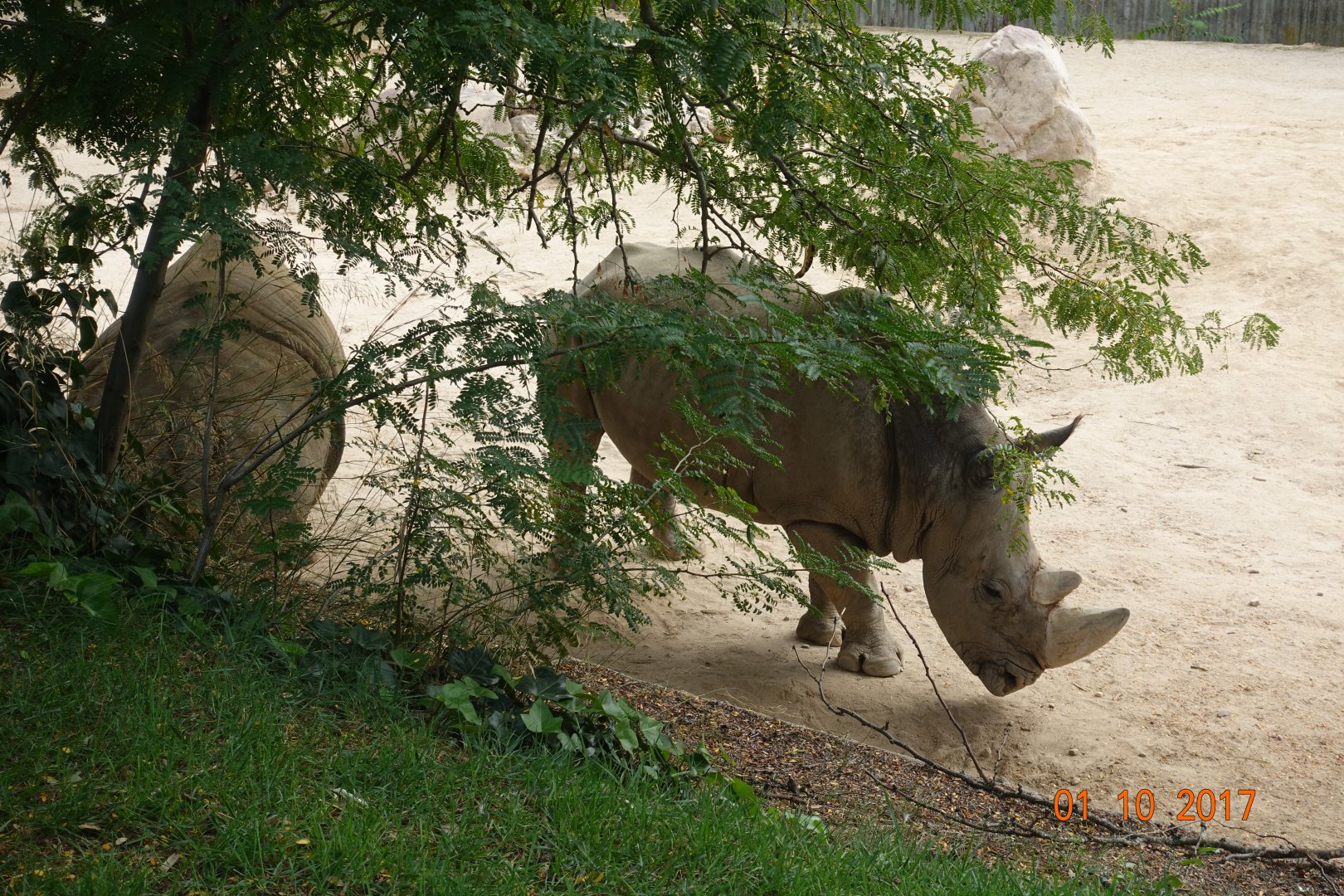 Zoo Aquarium de Madrid 1.10.17