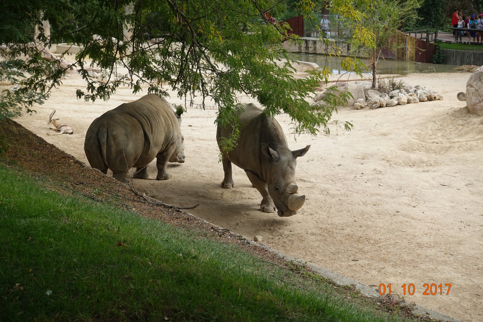 Zoo Aquarium de Madrid 1.10.17