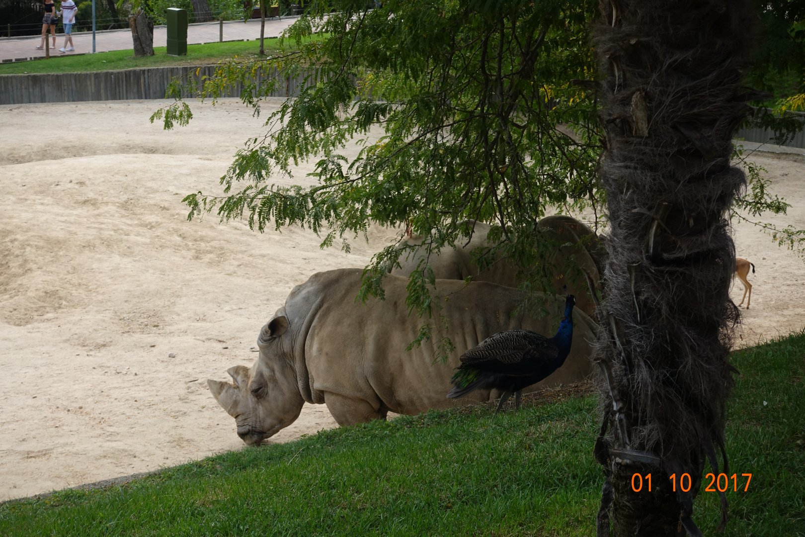 Zoo Aquarium de Madrid 1.10.17