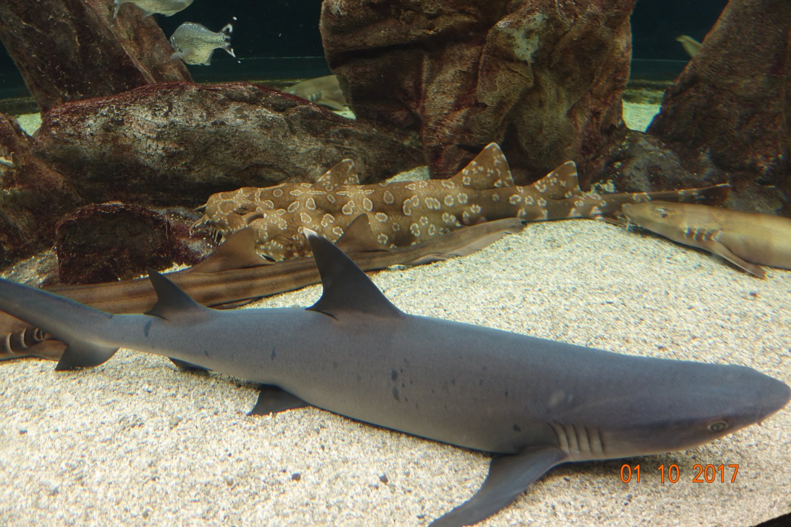 Zoo Aquarium de Madrid 1.10.17