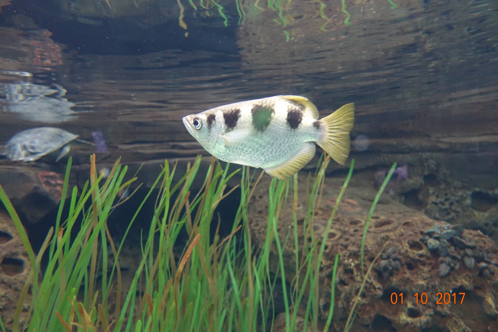 Zoo Aquarium de Madrid 1.10.17