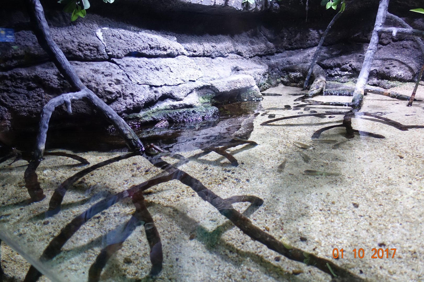 Zoo Aquarium de Madrid 1.10.17