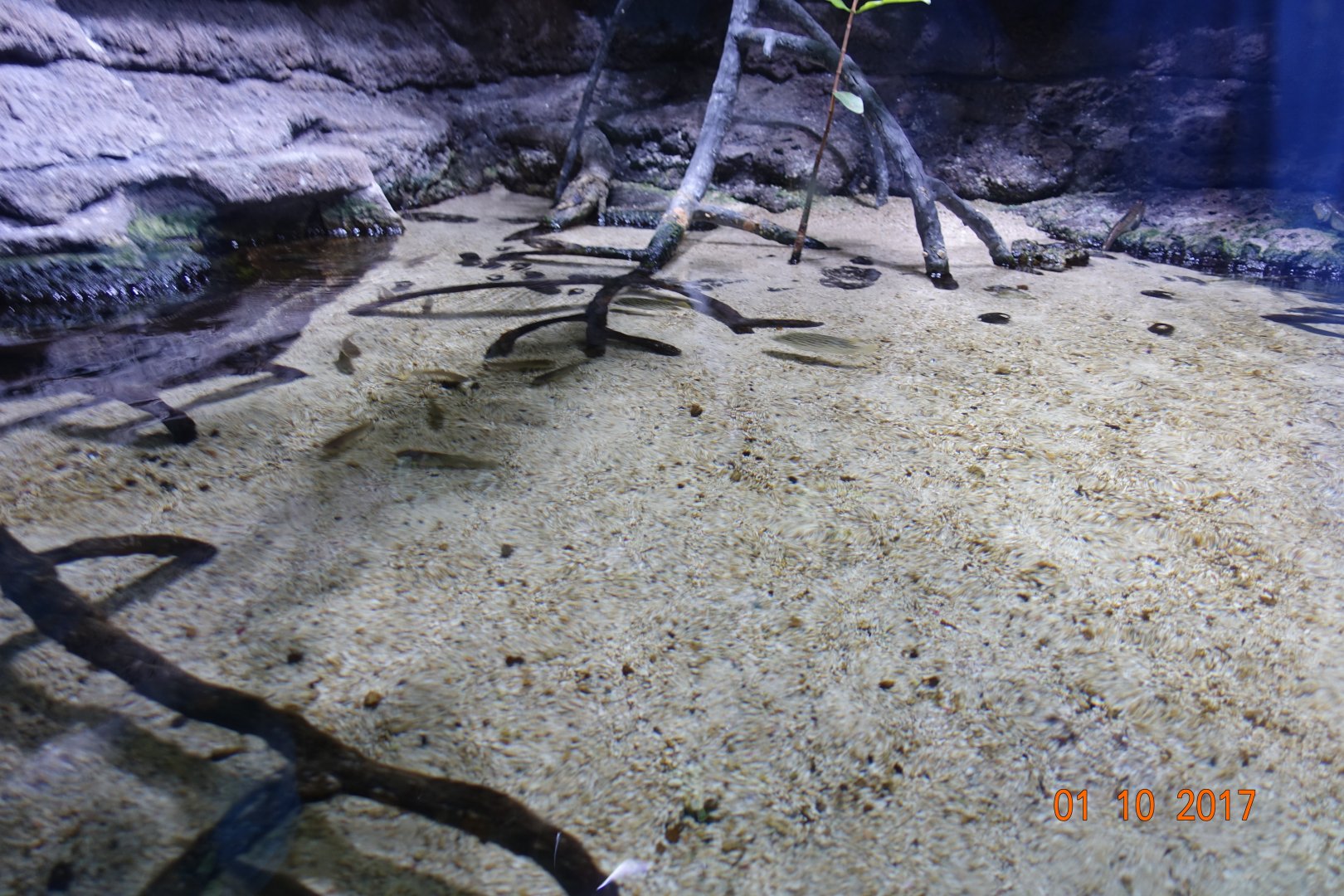 Zoo Aquarium de Madrid 1.10.17