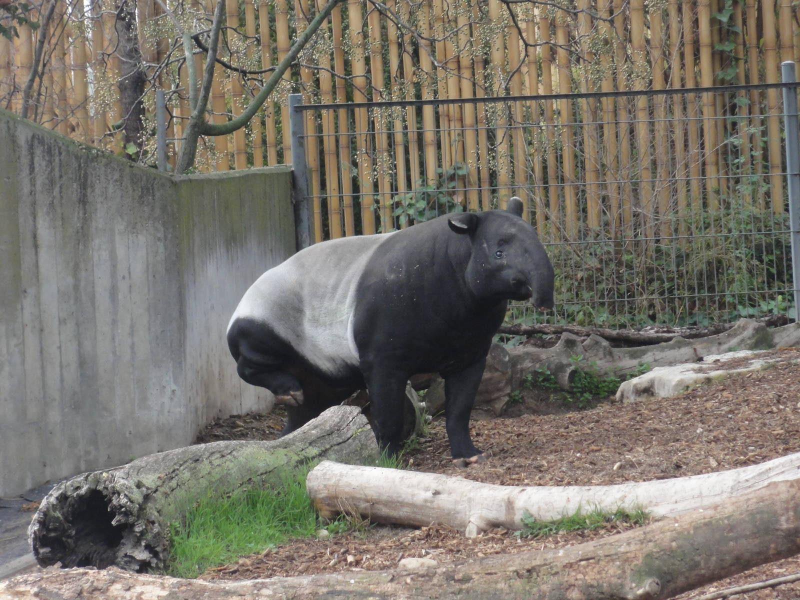 Zoo Aquarium Madrid Christmas 2015: Malaysian Tapir
