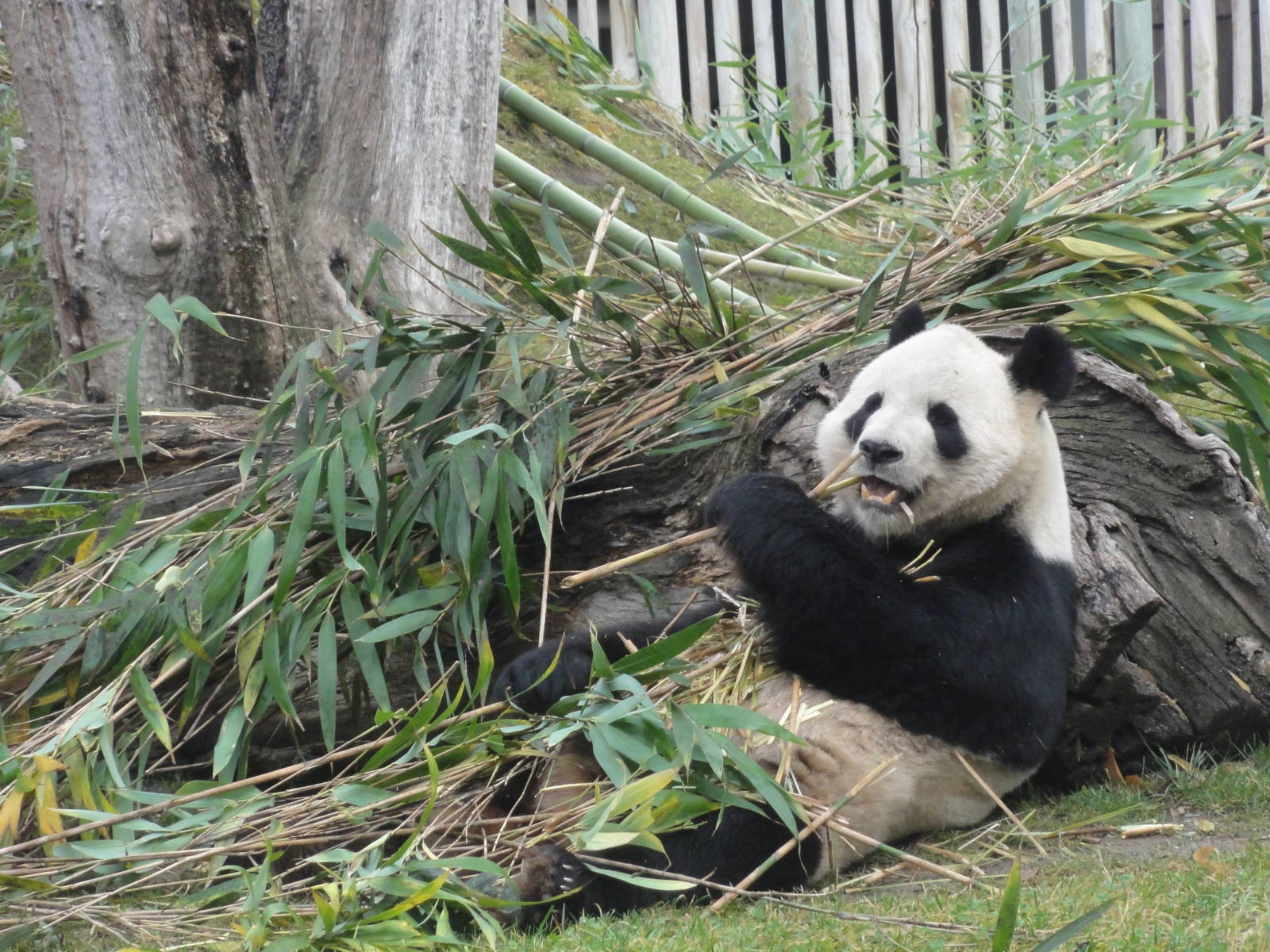 Zoo Aquarium Madrid Christmas 2015
