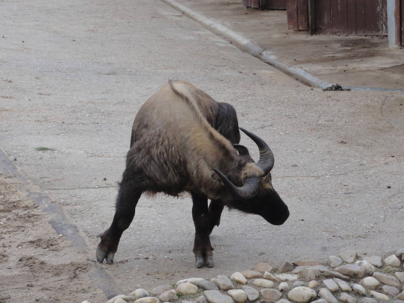 Zoo Aquarium Madrid Christmas 2015