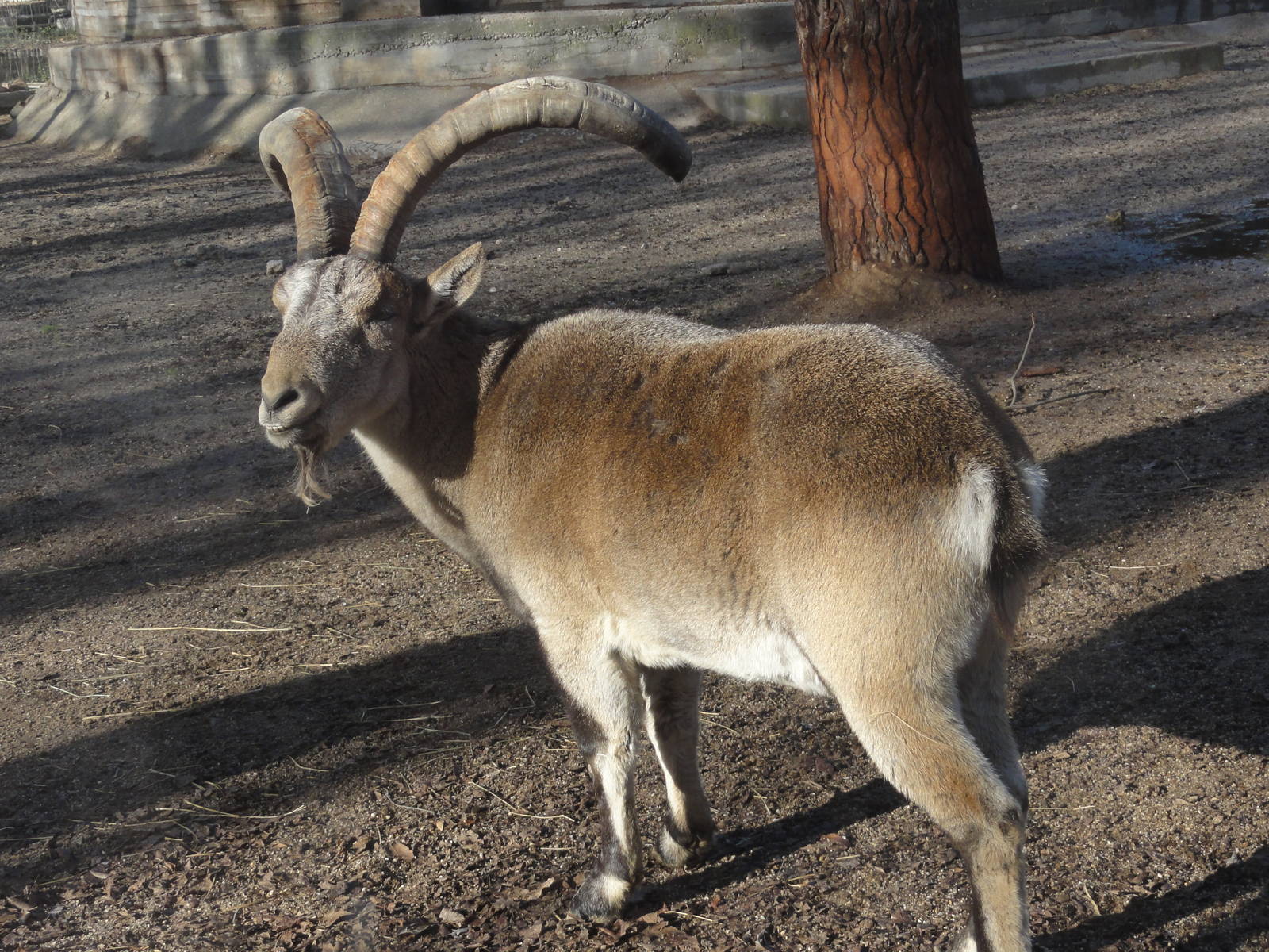 Zoo Aquarium Madrid Christmas 2015