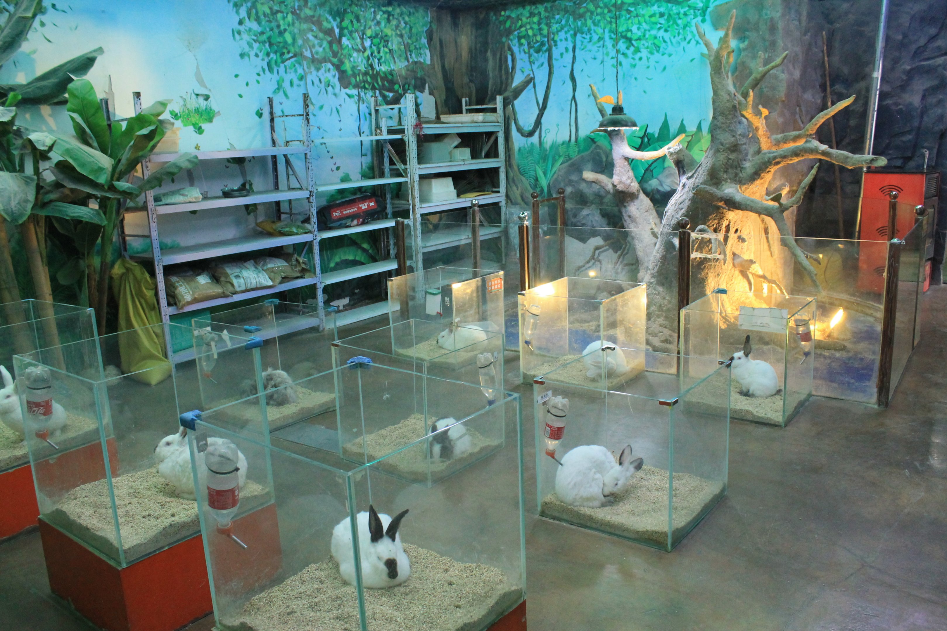 Zoo area at Fantasy Aquarium, Xi'an