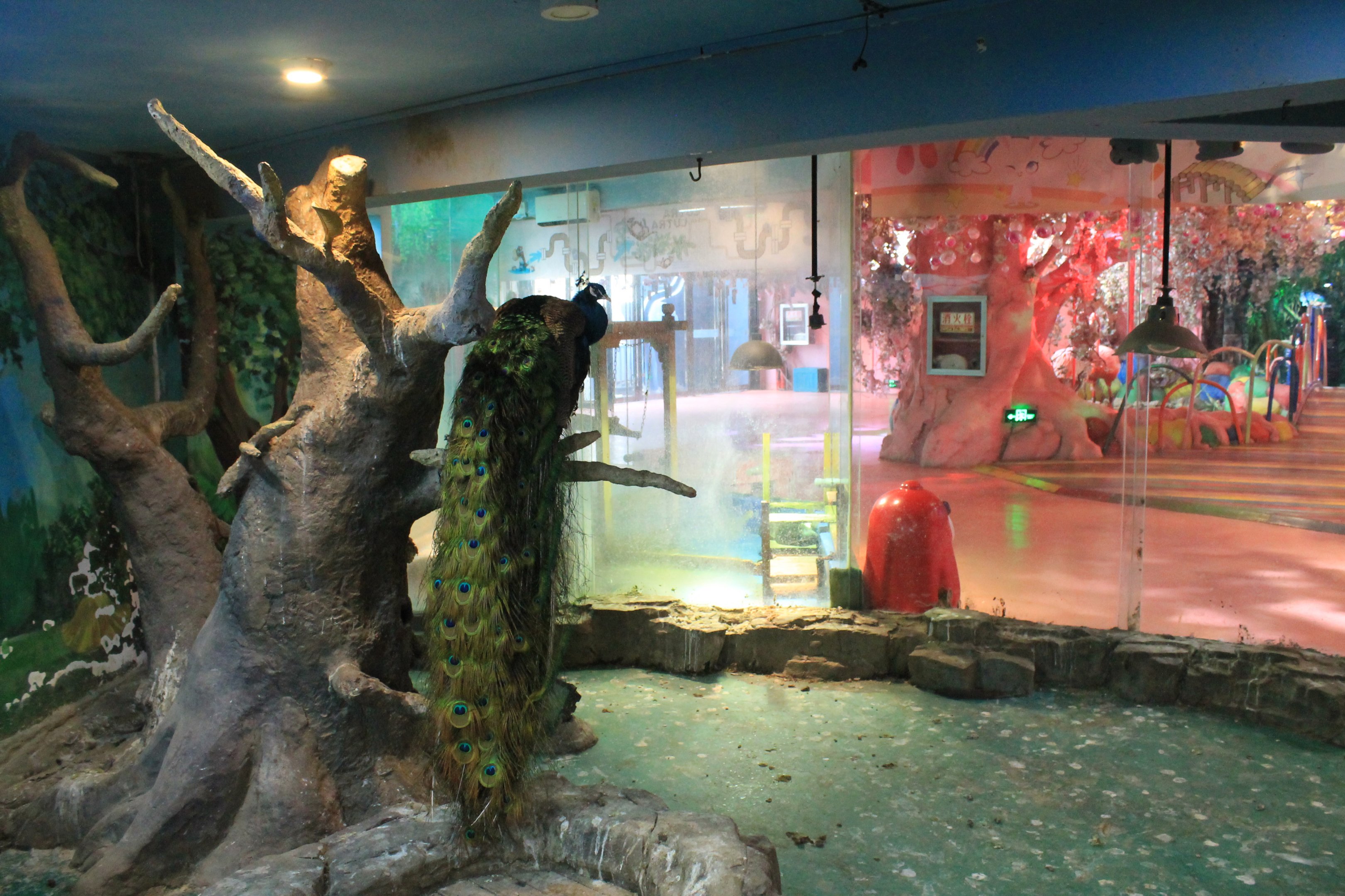 Zoo area at Fantasy Aquarium, Xi'an