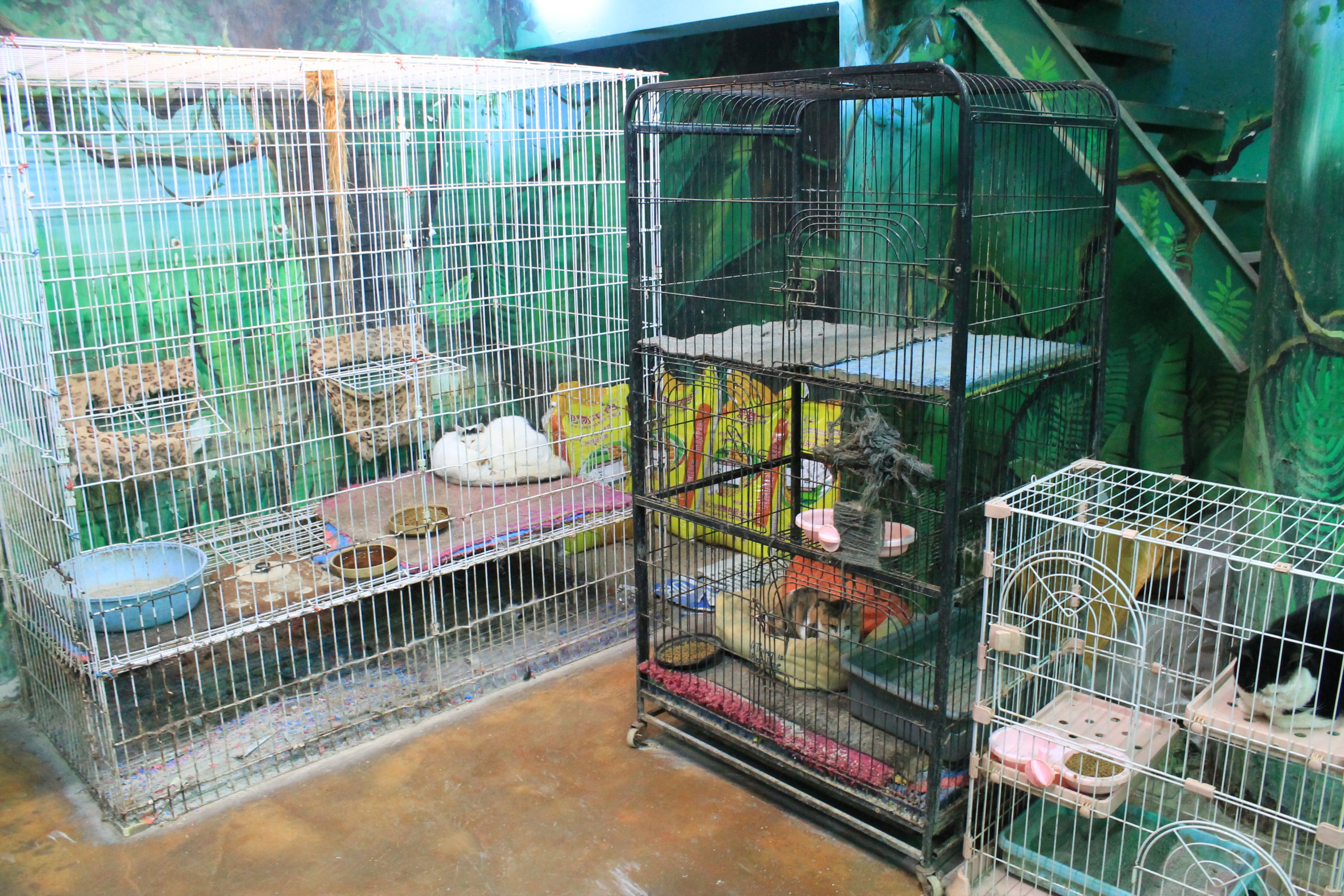 Zoo area at Fantasy Aquarium, Xi'an