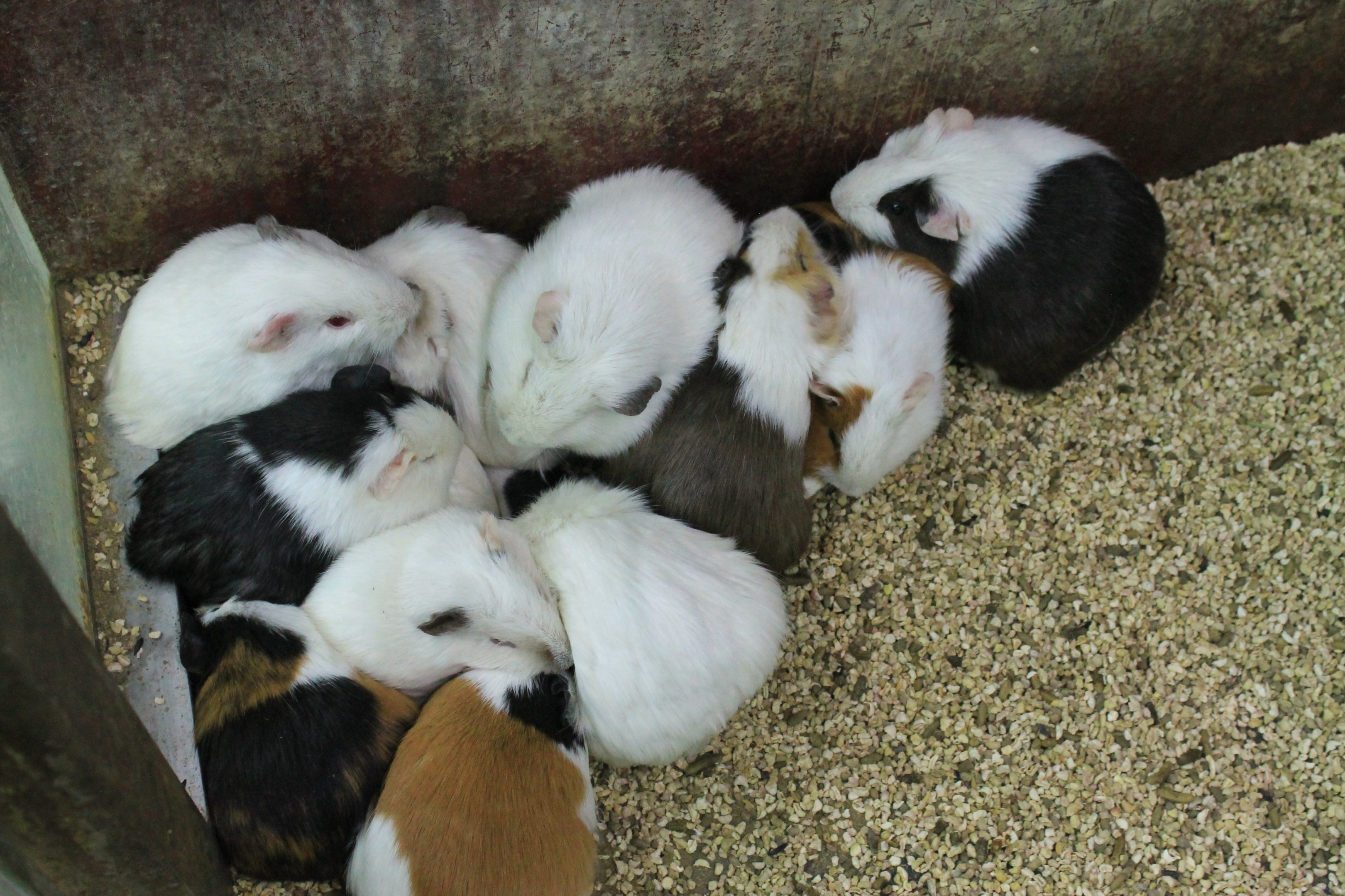 Zoo area at Fantasy Aquarium, Xi'an