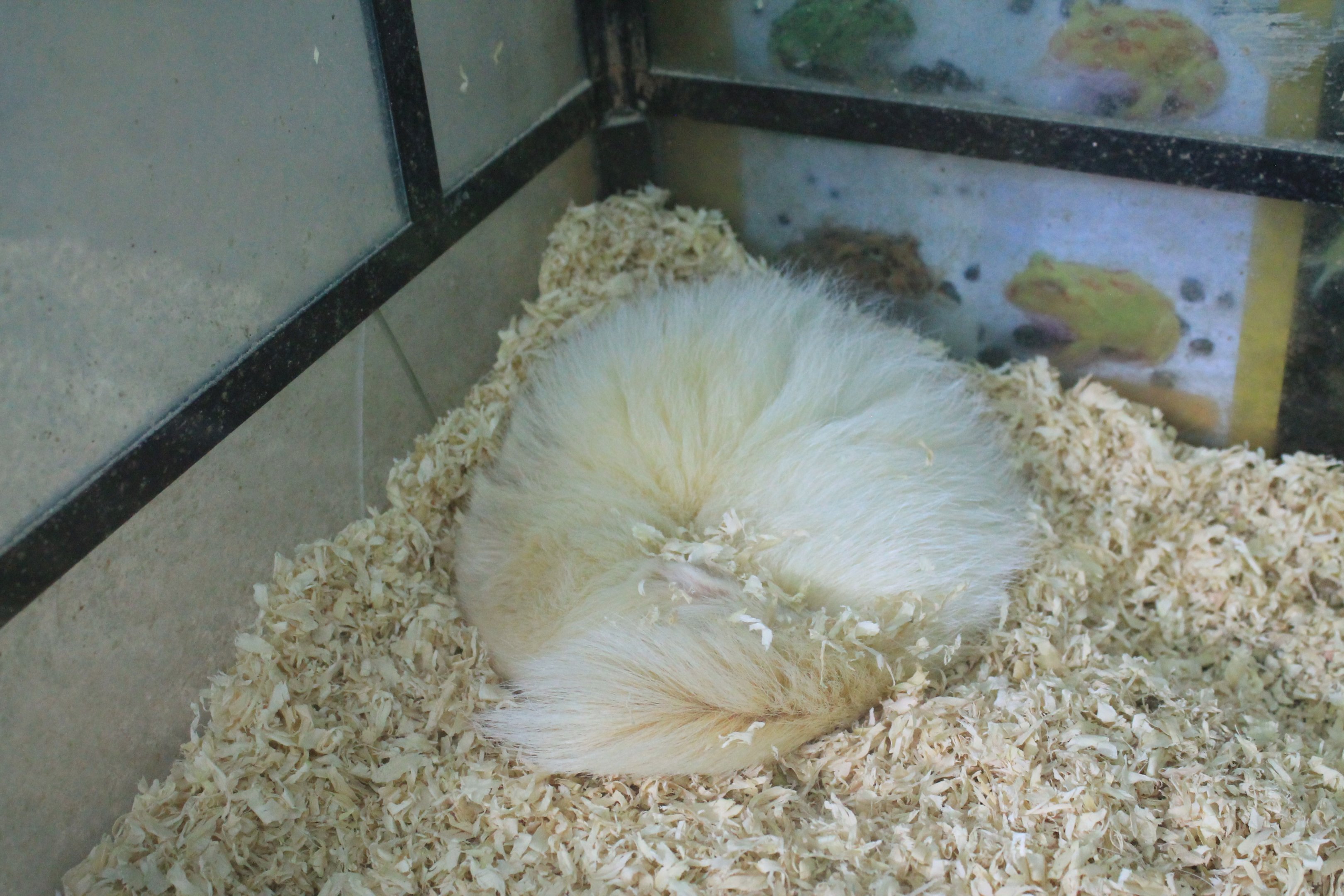 Zoo area at Fantasy Aquarium, Xi'an