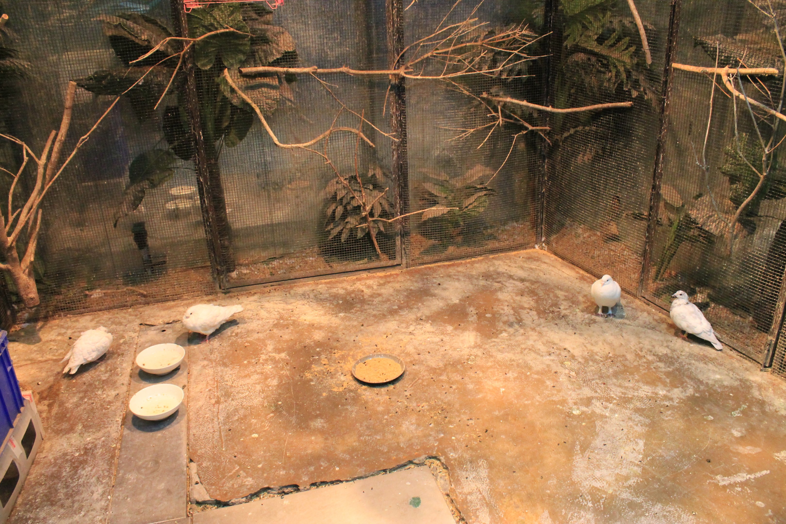 Zoo area at Fantasy Aquarium, Xi'an