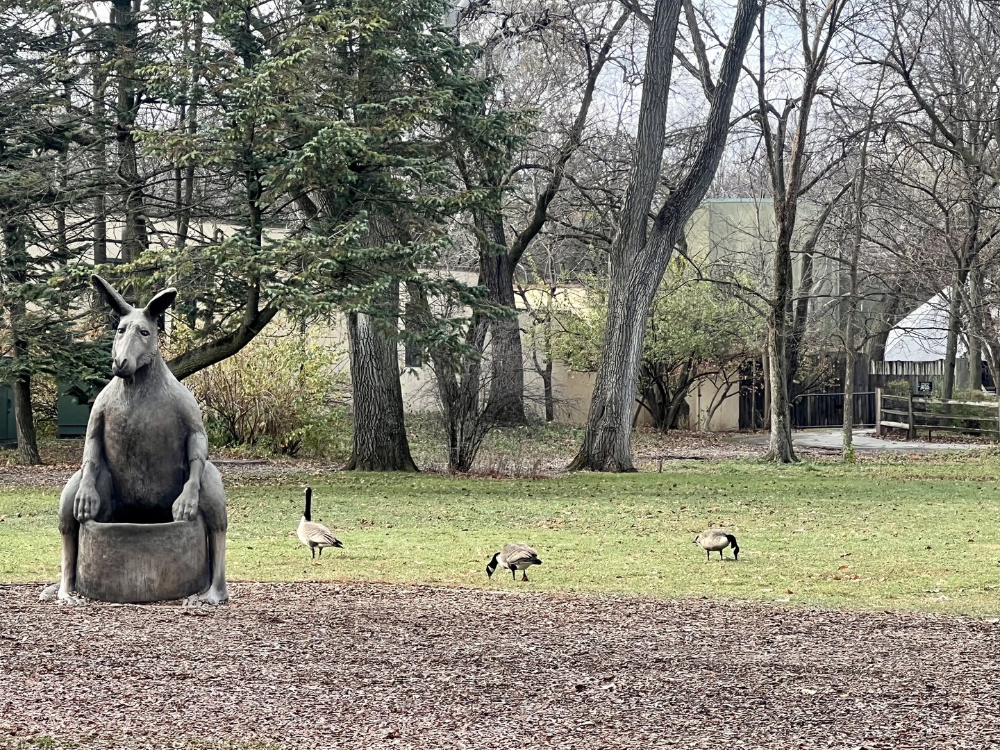 Zoo Art and Canada Geese