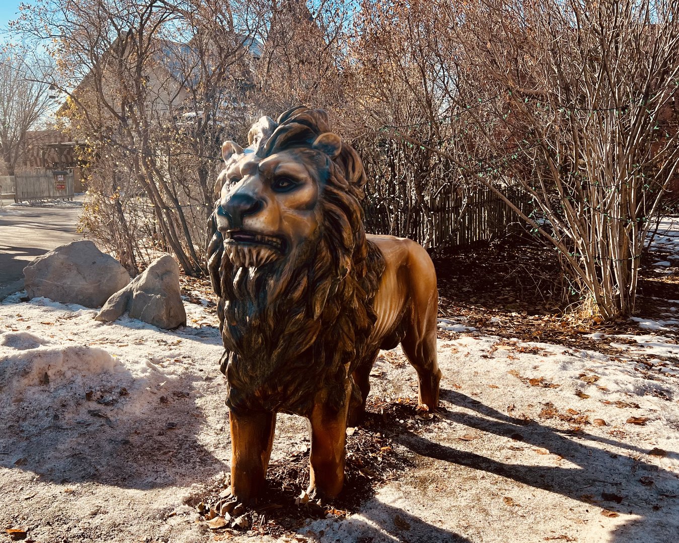 Zoo Art - Lion