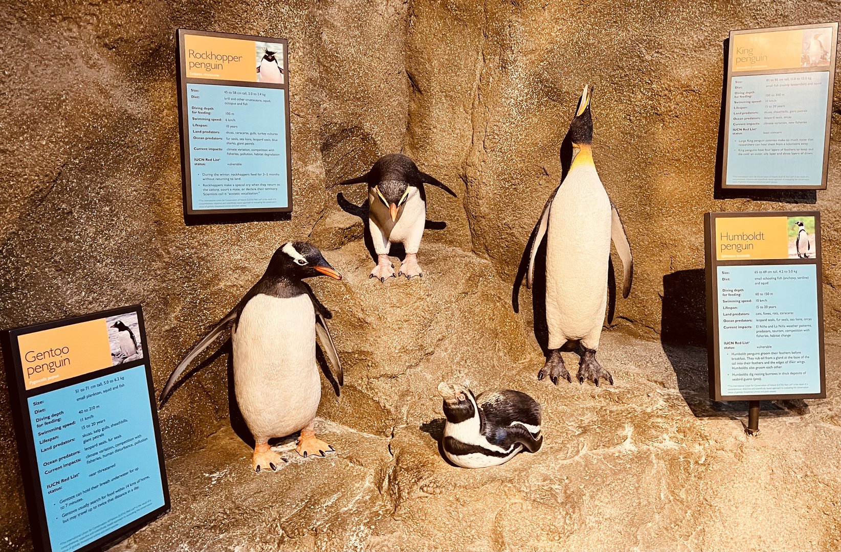 Zoo Art - Penguin Models
