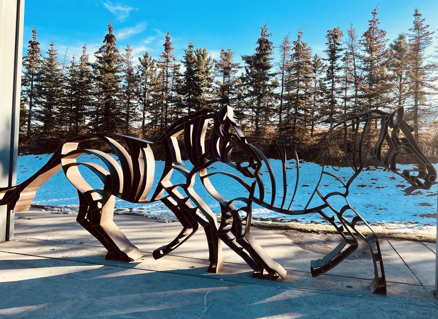 Zoo Art - Zebras