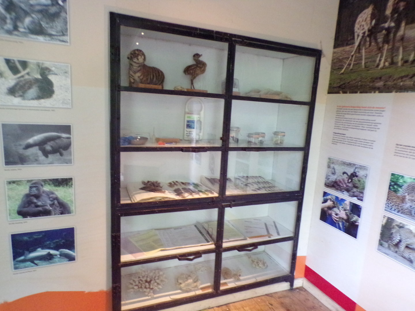 Zoo artefacts 6.7.23