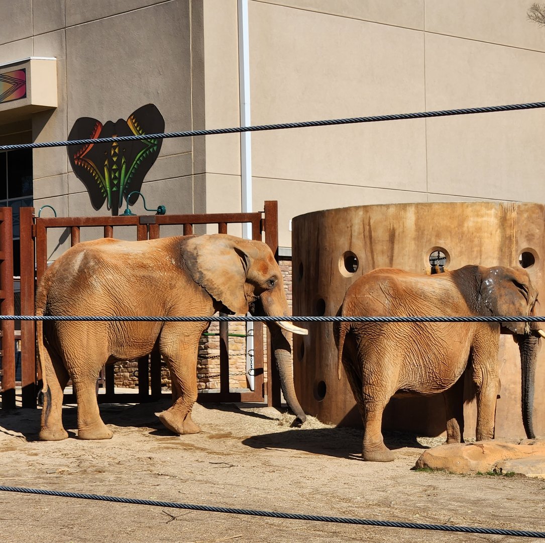 Zoo Atlanta (2023) - African Elephants