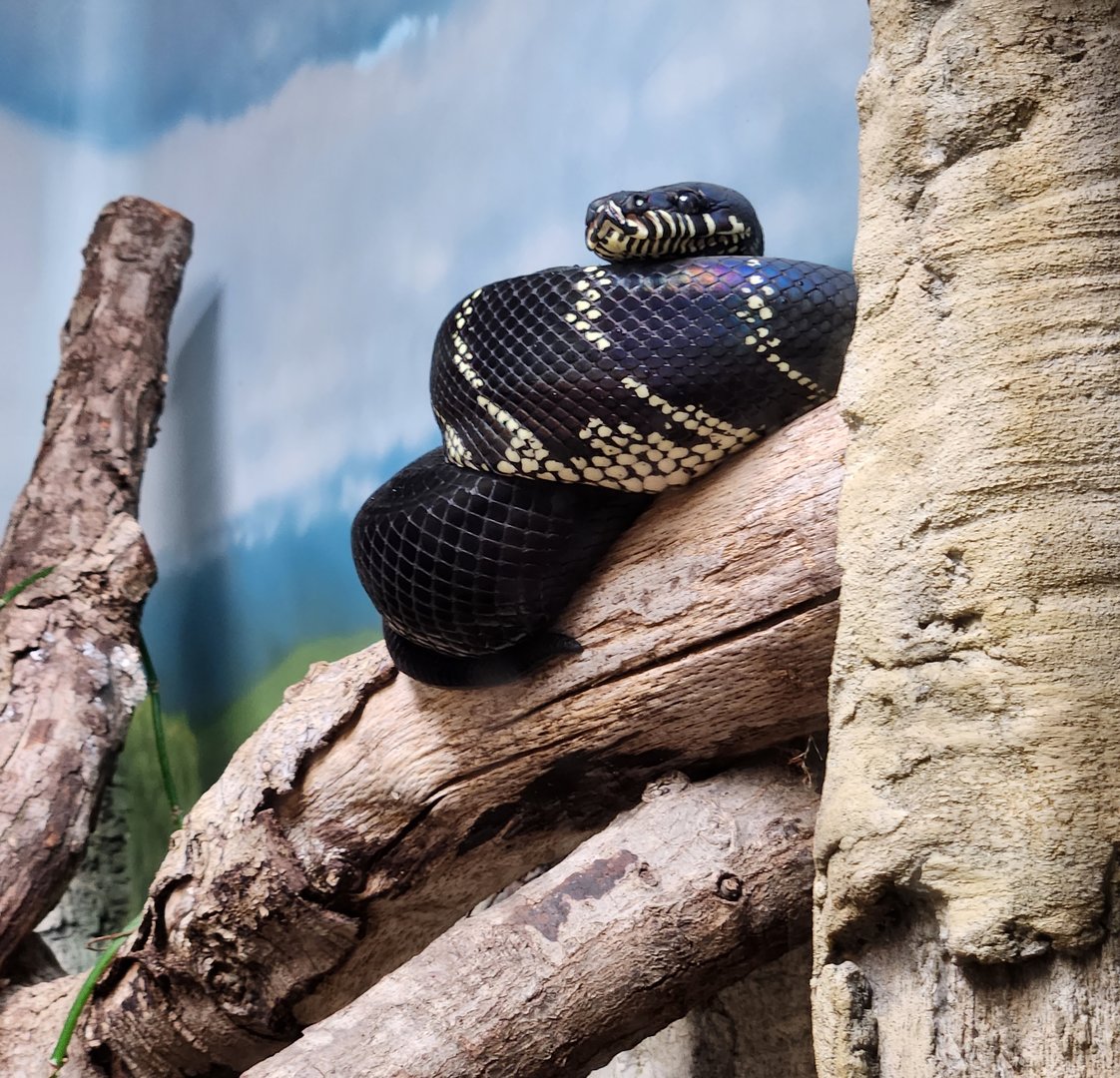 Zoo Atlanta (2023) - Black Python (SSS)