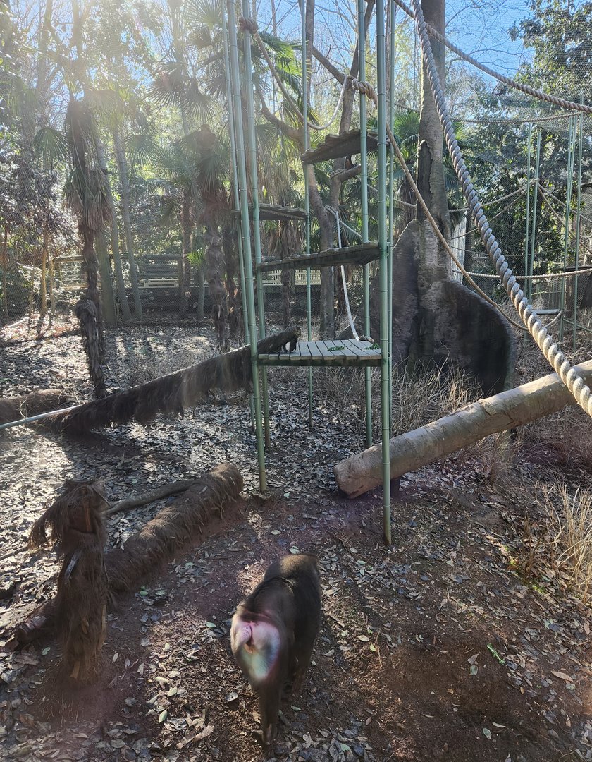 Zoo Atlanta (2023) - Drill/Wolf's Monkey exhibit