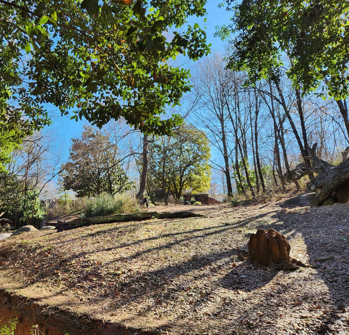 Zoo Atlanta (2023) - Gorilla enclosure