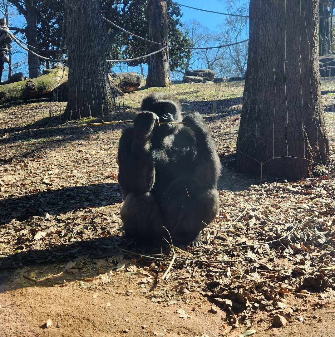Zoo Atlanta (2023) - Gorilla