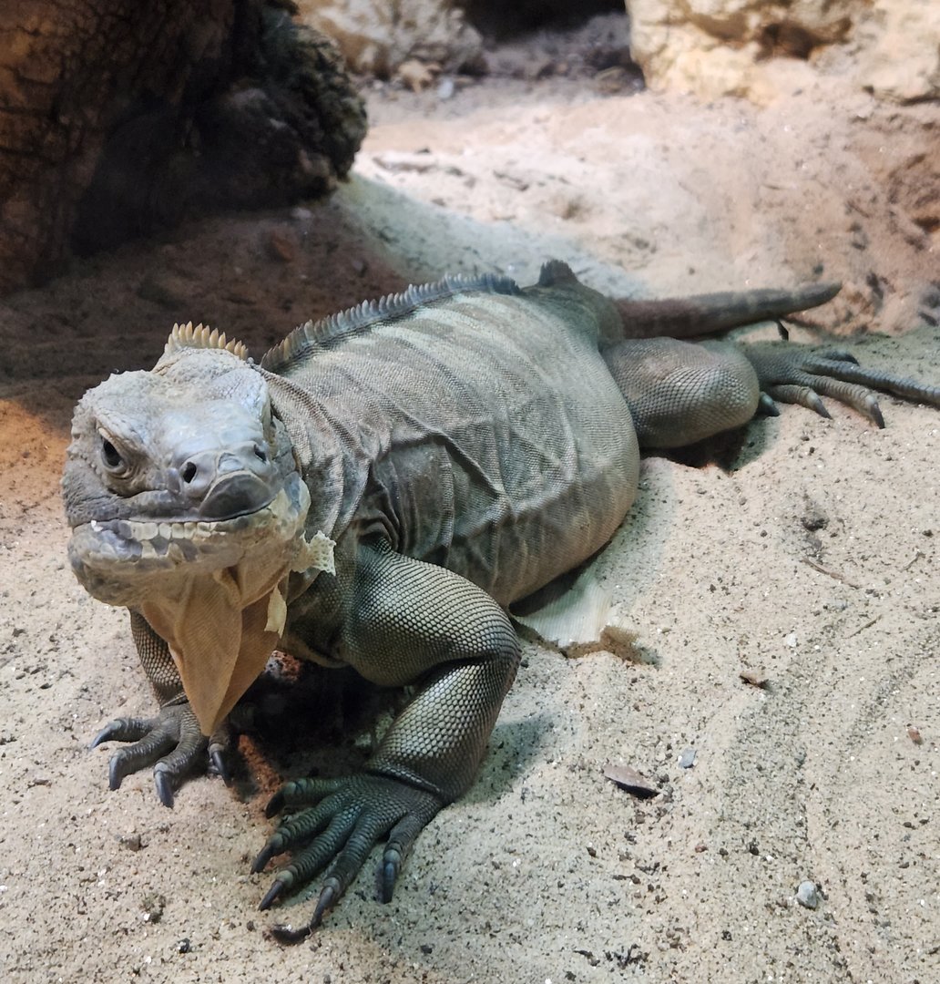 Zoo Atlanta (2023) - Jamaican Iguana (SSS)