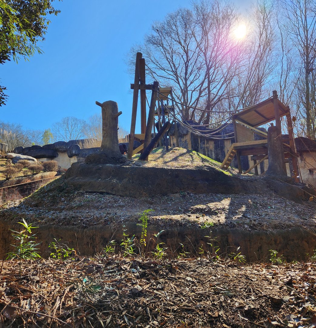 Zoo Atlanta (2023) - Orangutan exhibit