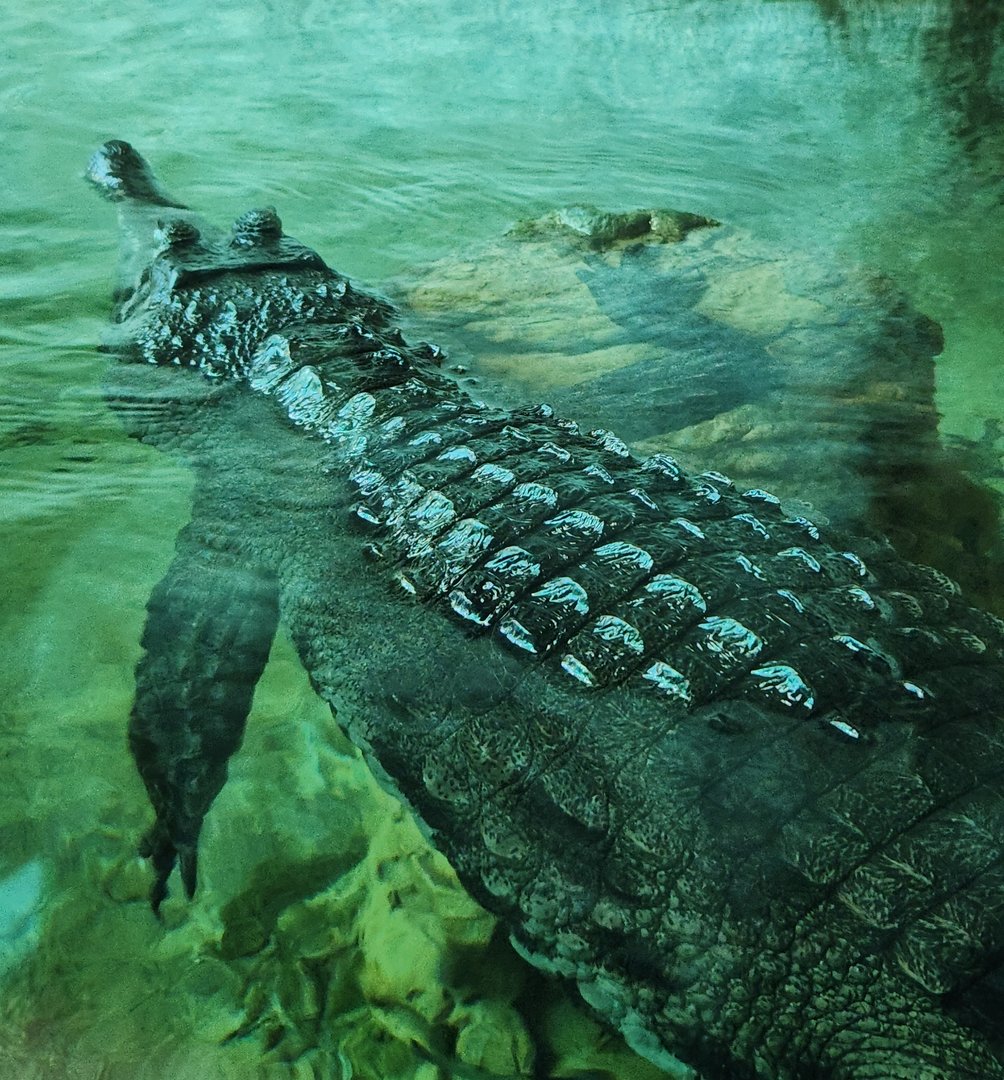 Zoo Atlanta (2023) - Slender-snouted Crocodile (SSS)