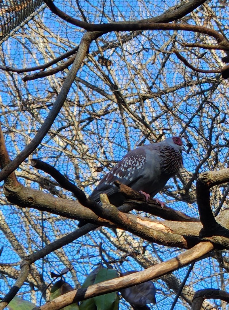 Zoo Atlanta (2023) - Speckled Pigeon