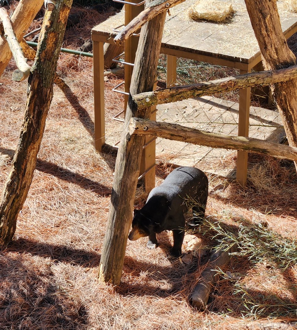 Zoo Atlanta (2023) - Sun Bear