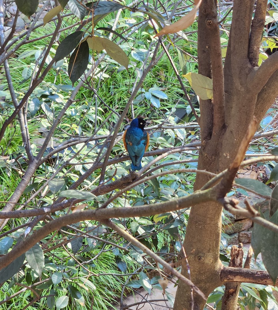 Zoo Atlanta (2023) - Superb Starling