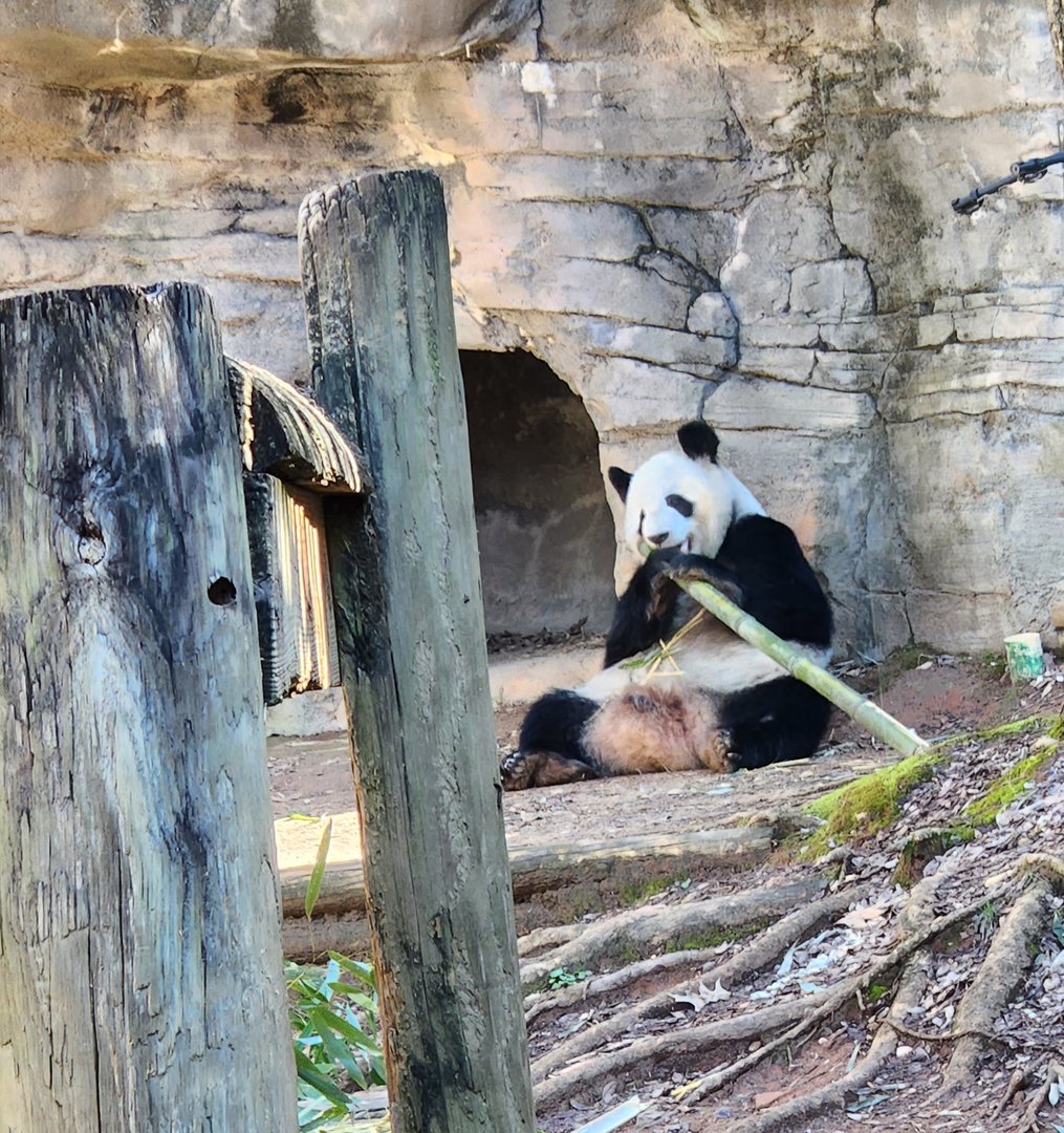 Zoo Atlanta (2023) - The famous bamboo munchers