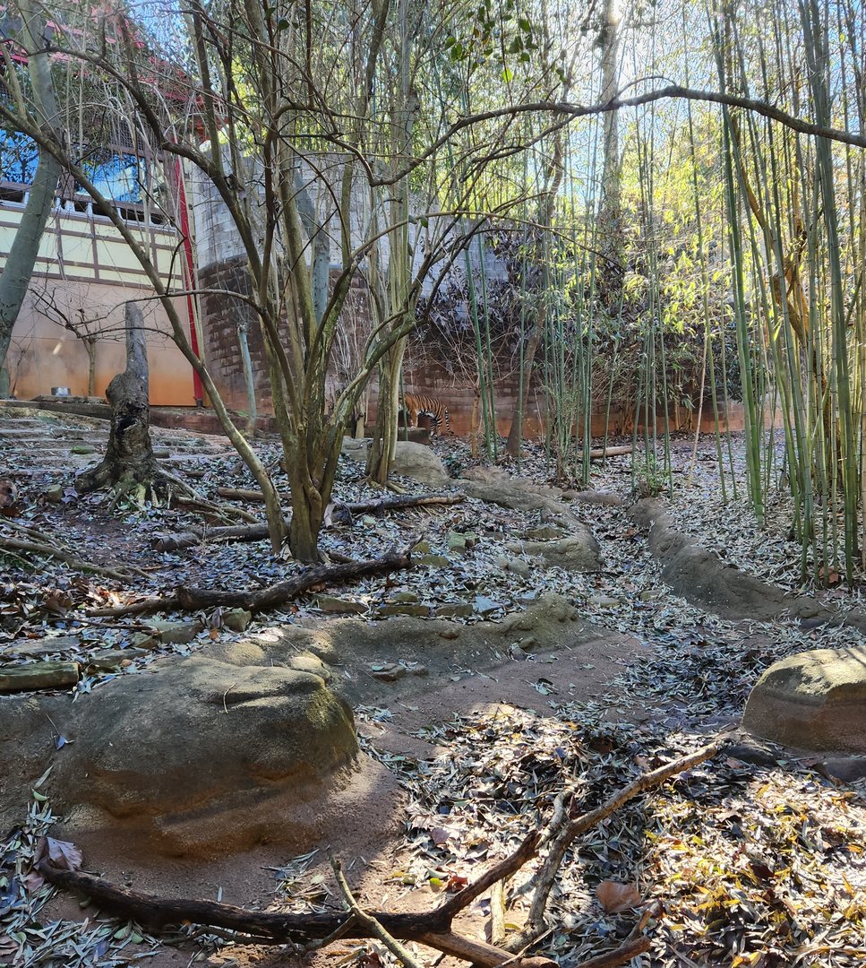 Zoo Atlanta (2023) - Tiger enclosure