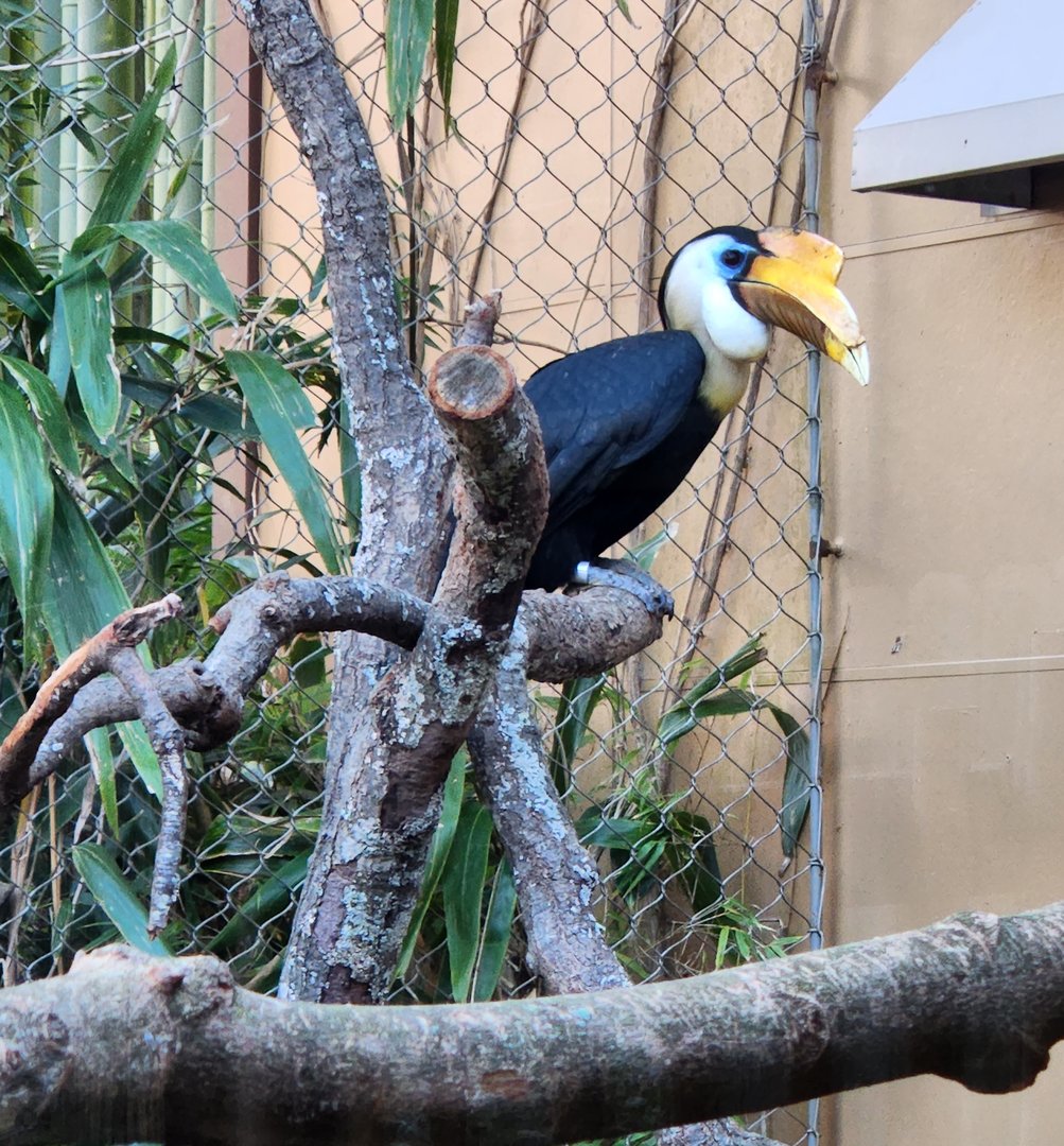Zoo Atlanta (2023) - Wrinkled Hornbill