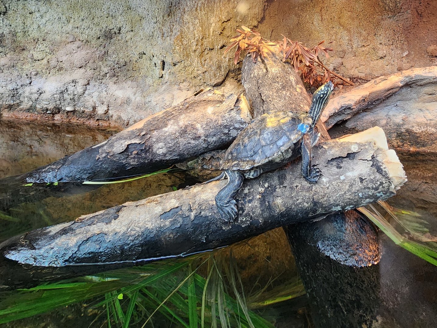 Zoo Atlanta (2023) - Yellow-blotched Map Turtle (SSS)