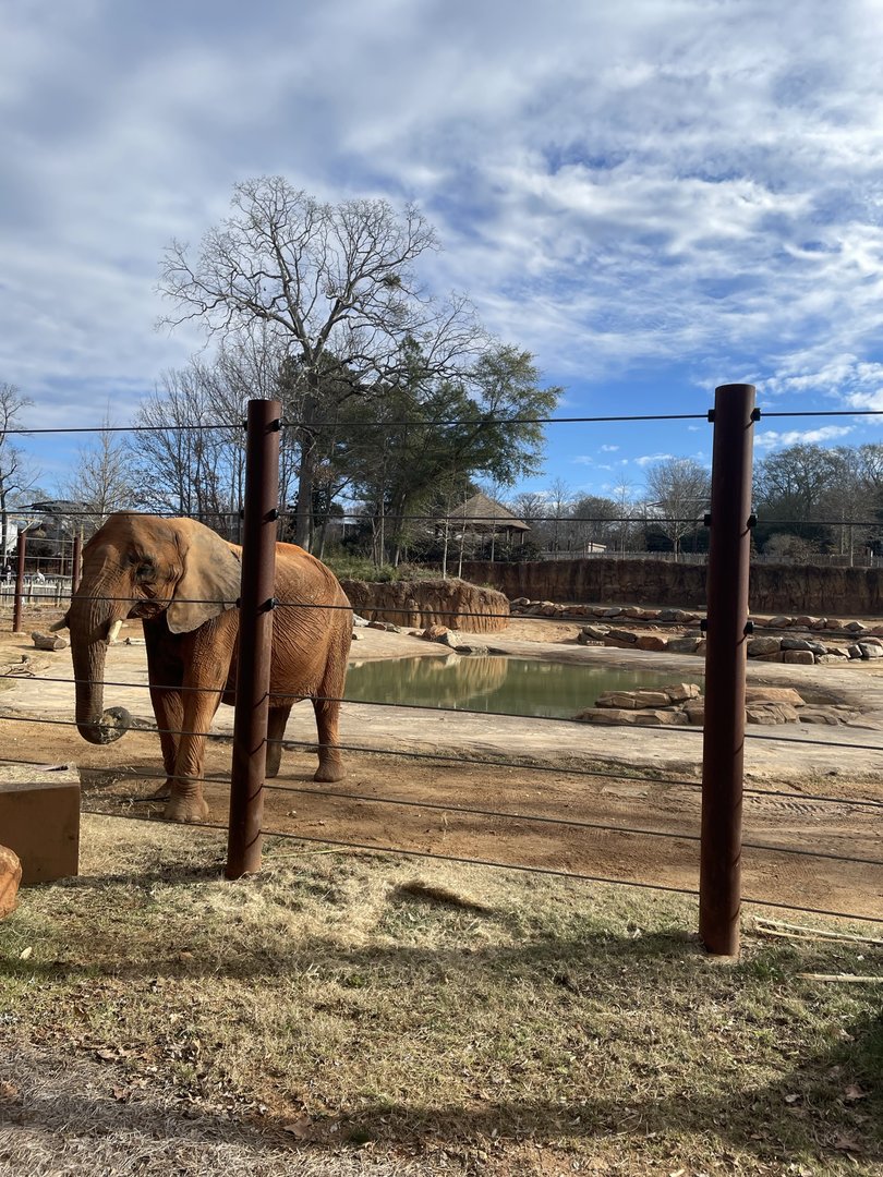 Zoo Atlanta- African Elephant Exhibit