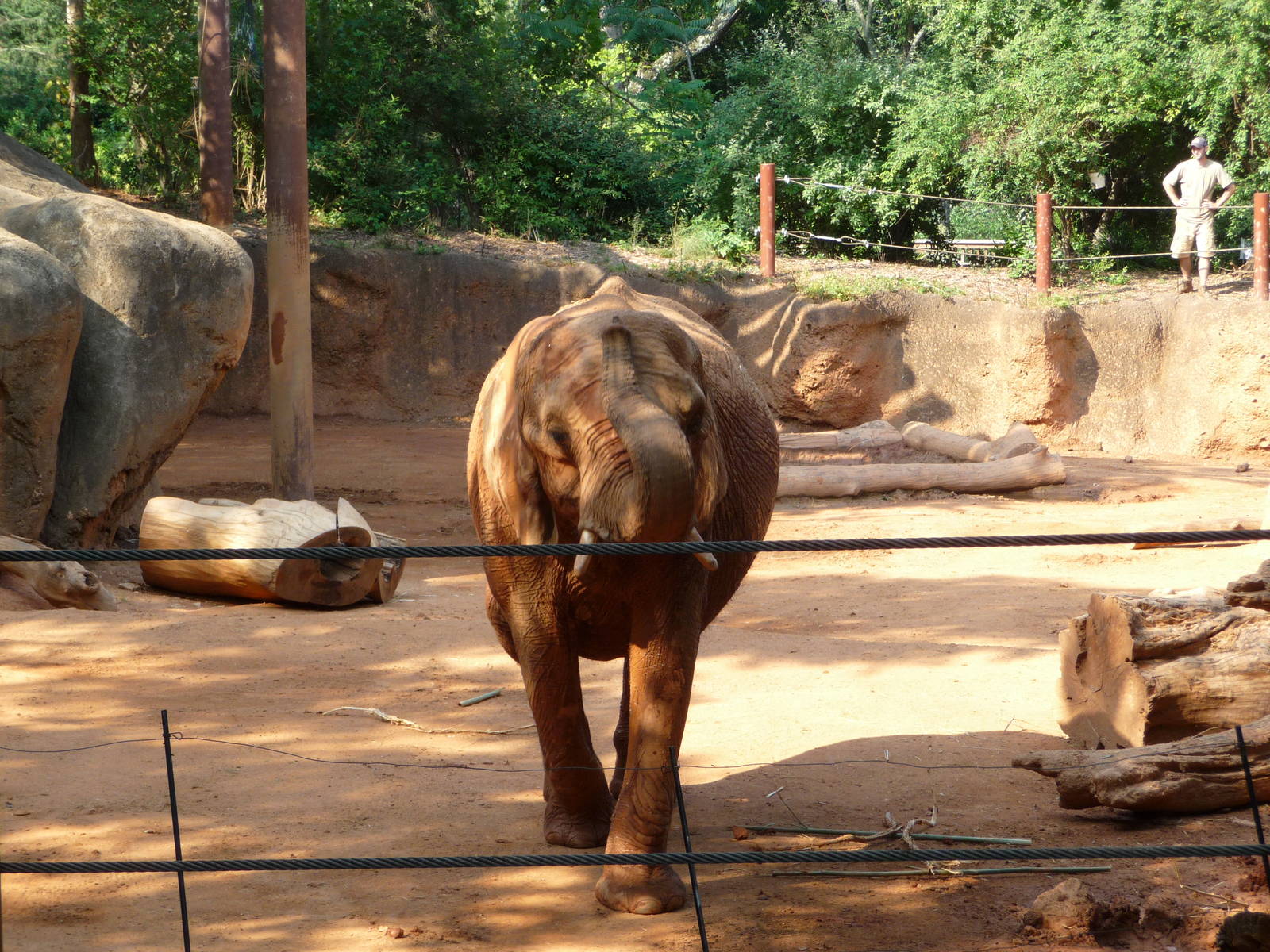 Zoo Atlanta - African Elephant