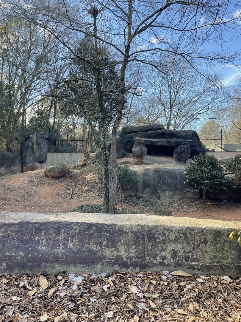 Zoo Atlanta- African Lion Exhibit